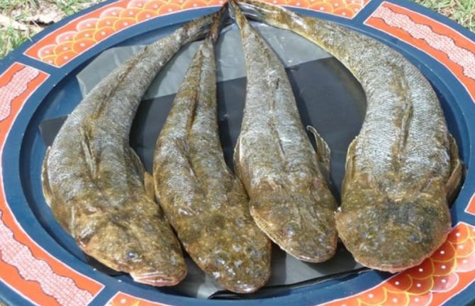 Cá chai có bề ngoài không bắt mắt, nhưng "ghi điểm" bởi chất lượng thịt.