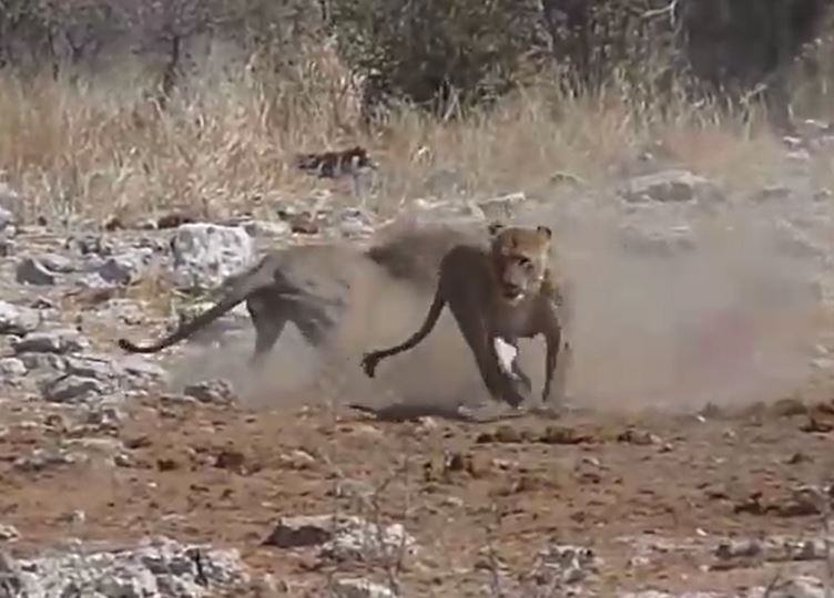 Ảnh cắt từ clip.