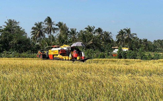 Thu hoạch lúa hè thu ở xã Vĩnh Thanh. tỉnh Cà Mau