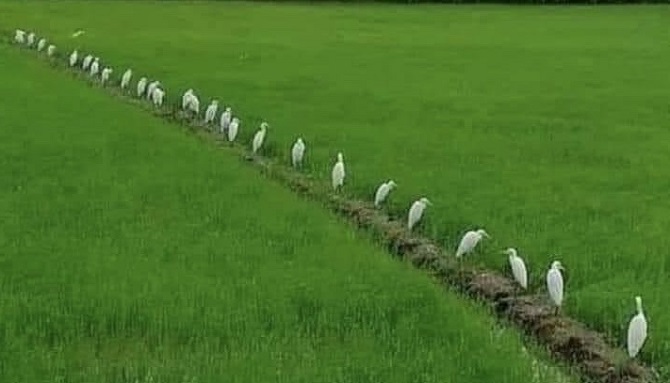 Cánh đồng lúa đông xuân năm 2025 trên địa bàn tỉnh Cà Mau.