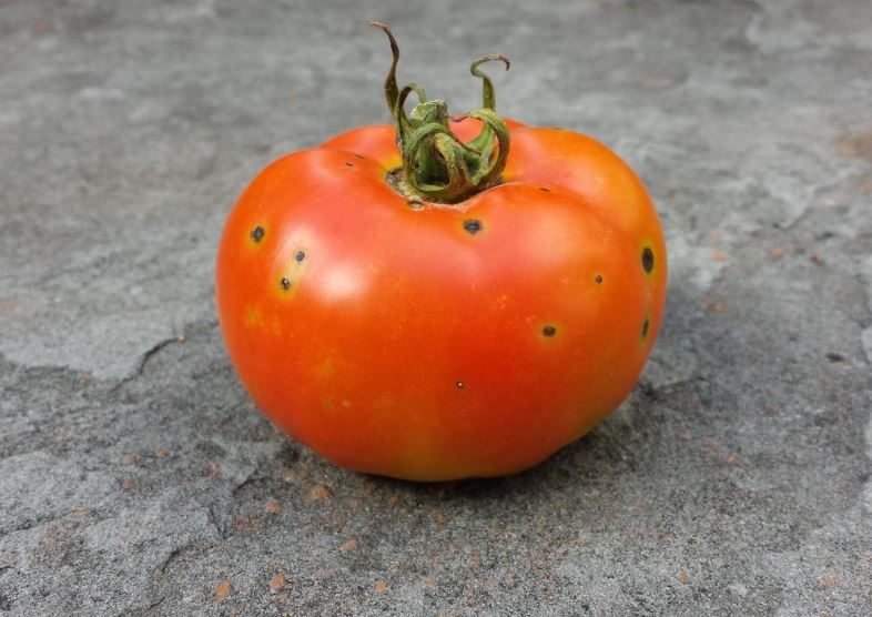 5 dấu hiệu 'tố cáo' cà chua dùng nhiều thuốc trừ sâu