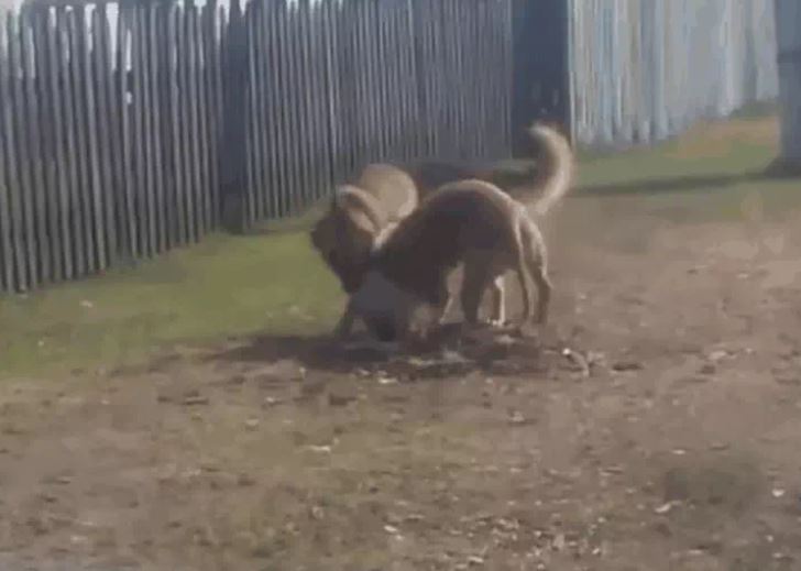 Ảnh cắt từ clip.