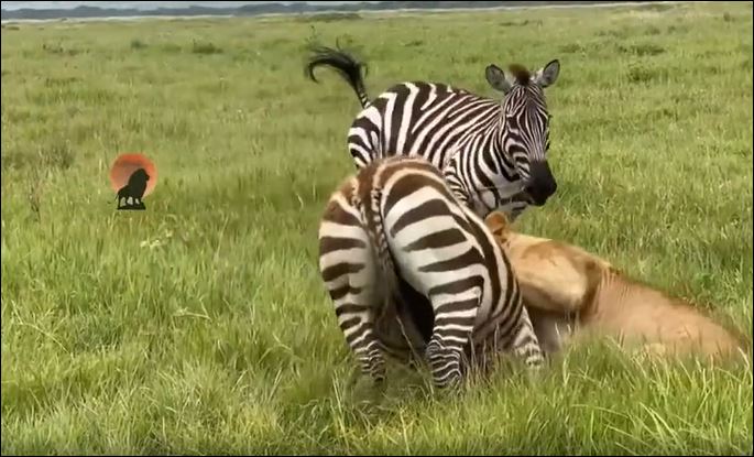 Ảnh cắt từ clip.