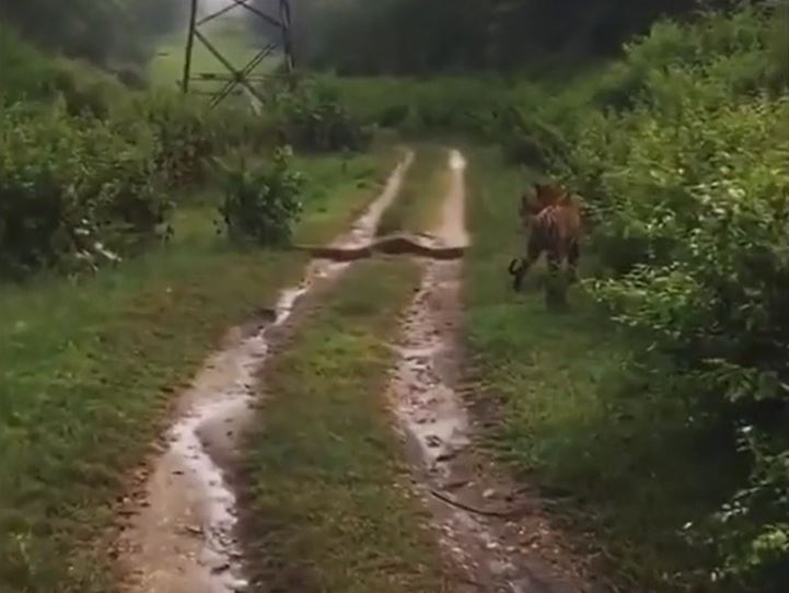 Ảnh cắt từ clip.