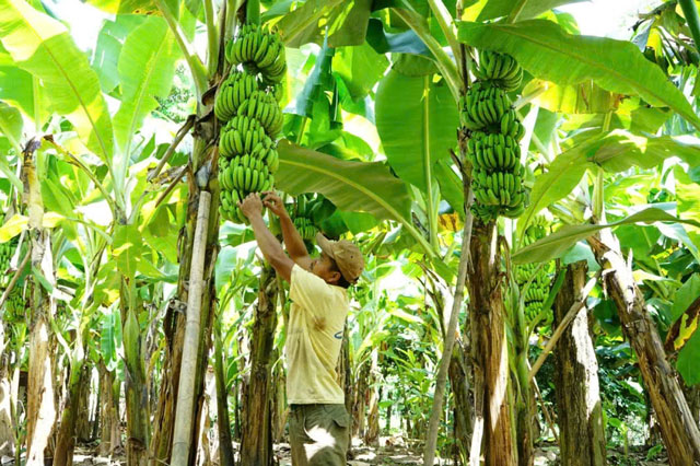 Ảnh: Báo và phát thanh, truyền hình Quảng Trị.   