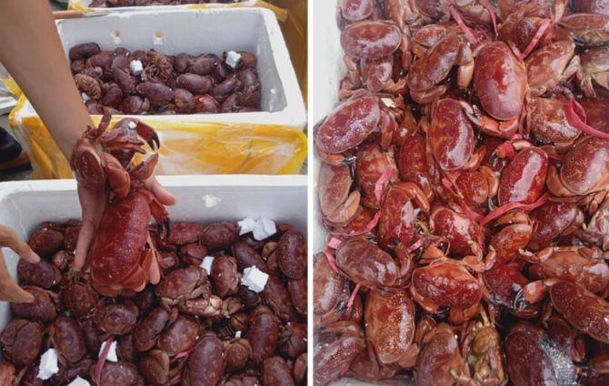 Cù kỳ được nhiều người ưa chuộng vì thịt ngon mà giá lại rẻ hơn cua. Ảnh: Vựa hải sản