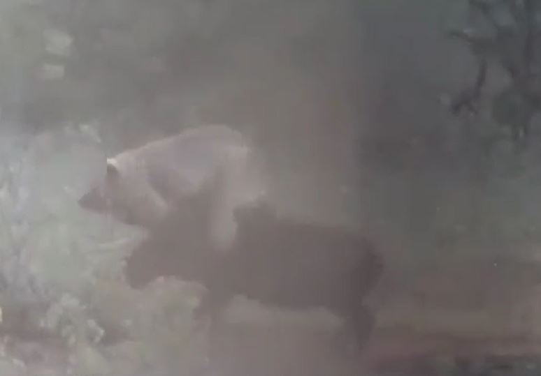 Ảnh cắt từ clip.