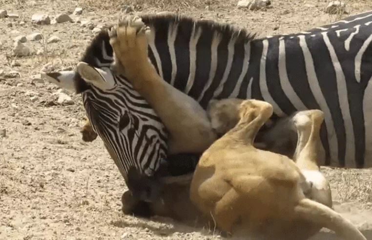 Ảnh cắt từ clip.