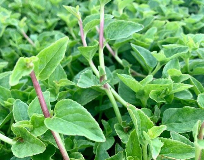 Rau lỗ bình đang ngày càng được dân sành ăn ưa chuộng.