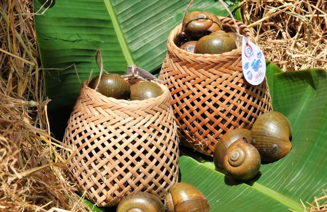 Ốc gác bếp - món ăn đặc sản ở vùng Tây Nam Bộ