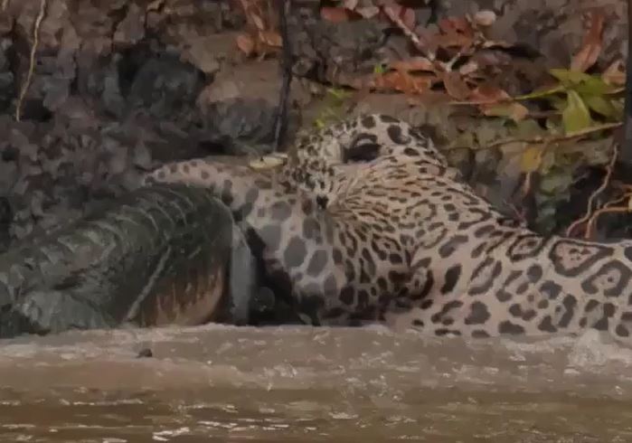 Ảnh cắt từ clip.