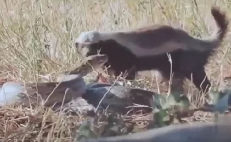 Ảnh cắt từ clip.