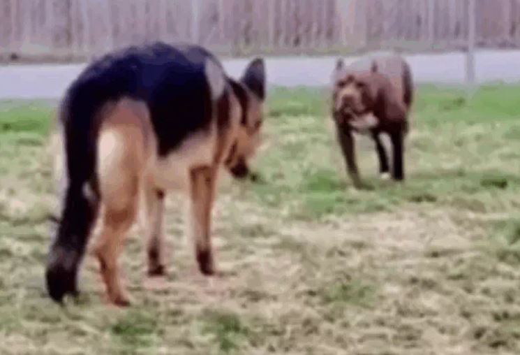 Ảnh cắt từ clip.