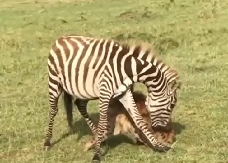 Ảnh cắt từ clip.