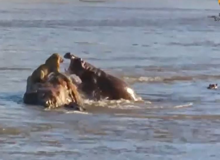 Ảnh cắt từ clip.