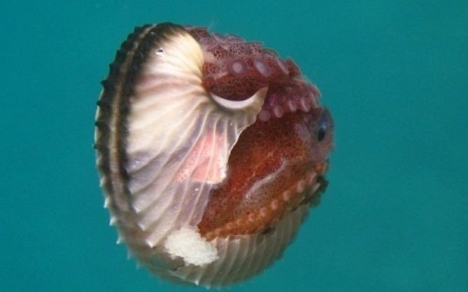 Bạch tuộc đực Argonaut tự hi sinh thân mình khi giao phối.