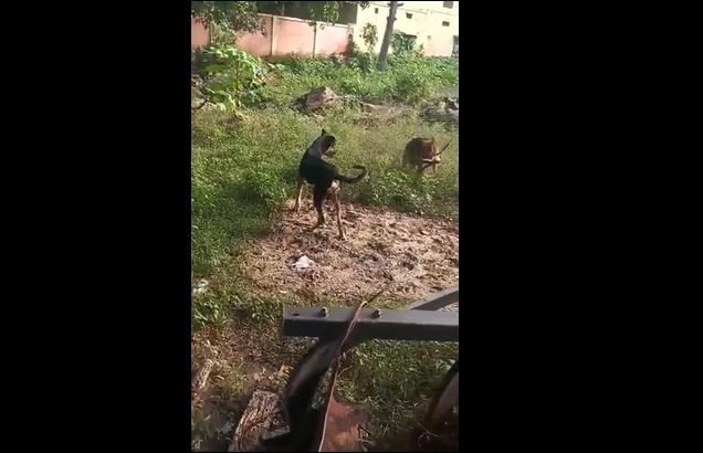 Ảnh cắt từ clip.