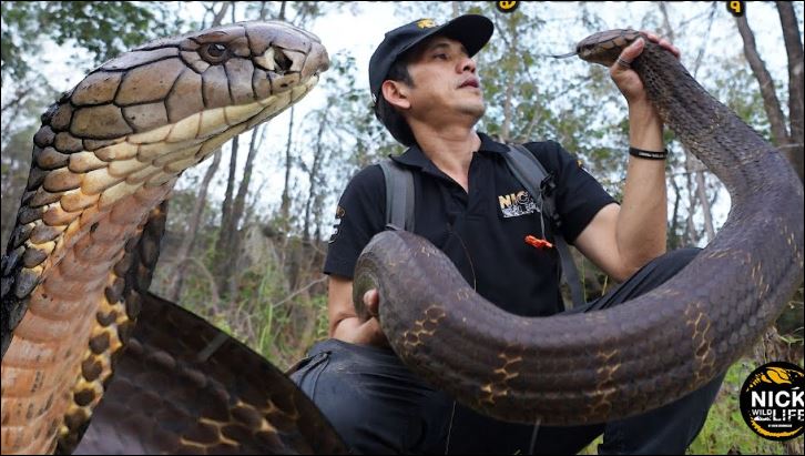 Nick tóm gọn rắn hổ mang chúa.