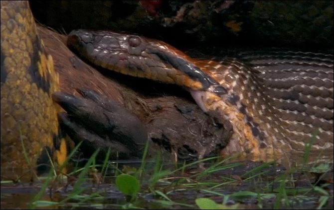 Trăn nuốt chửng chuột lang nước.