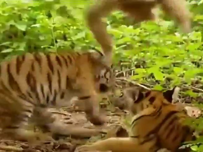 Ảnh cắt từ clip.