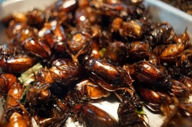 Bọ rầy từ "kẻ thù" của nông dân thành đặc sản trên bàn tiệc.