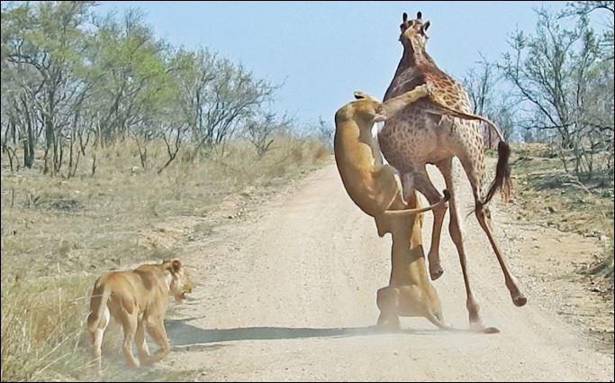 Sư tử tấn công hươu cao cổ.