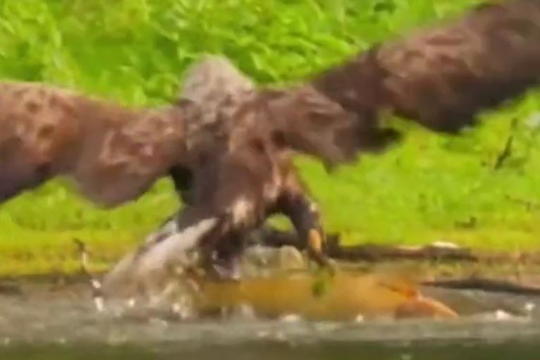 Ảnh cắt từ clip.