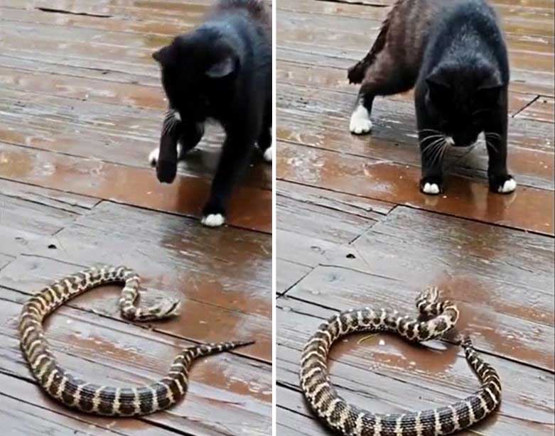 Ảnh cắt từ clip.