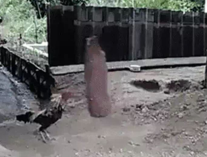 Ảnh cắt từ clip.