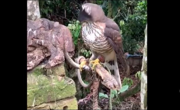 Ảnh cắt từ clip.