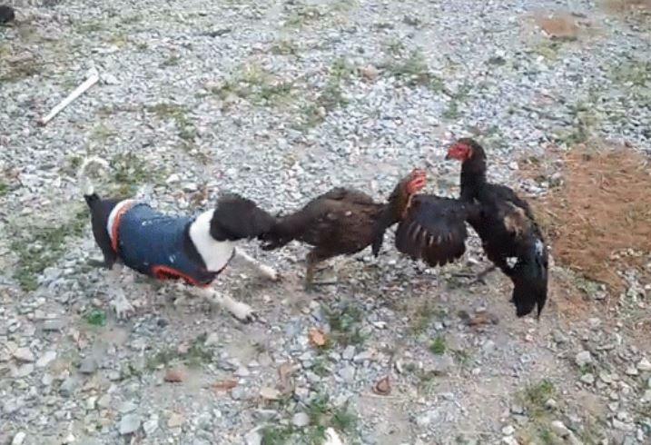 Ảnh cắt từ clip.