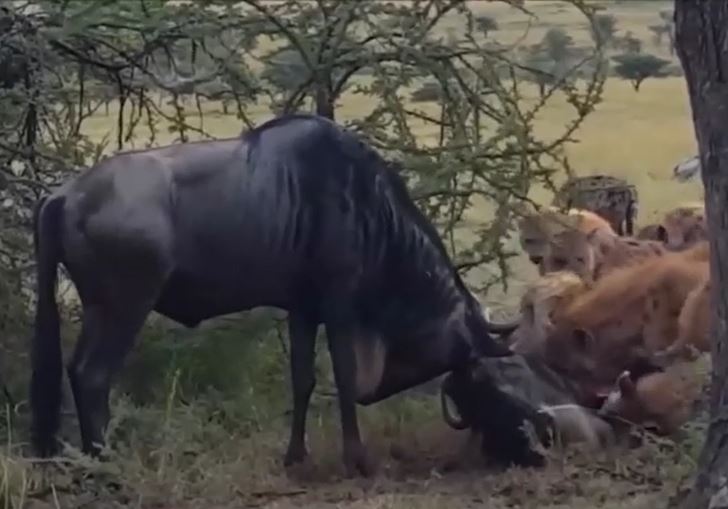 Ảnh cắt từ clip.