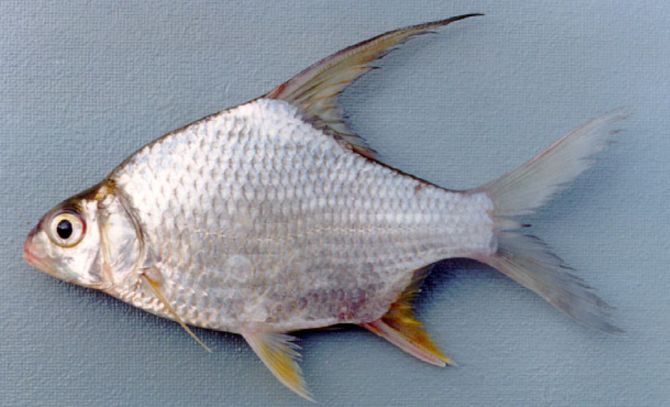 Cá dảnh - loài cá từng bị chê là nhiều xương nay thành đặc sản.