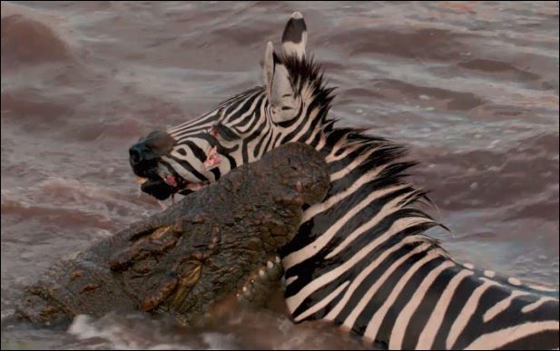 Cá sấu ra đòn chí mạng khiến ngựa vằn bỏ mạng.