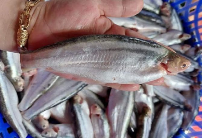 Cá xác được nhiều người ưa thích bởi vị ngọt, béo của thịt.