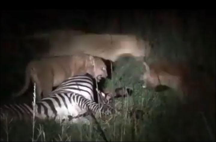 Sư tử cố gắng bảo vệ bữa ăn trước bầy linh cẩu.