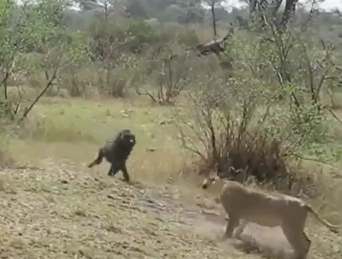 Ảnh cắt từ clip.