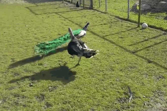 Ảnh cắt từ clip.