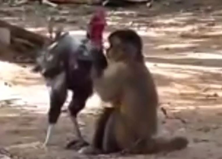 Ảnh cắt từ clip.