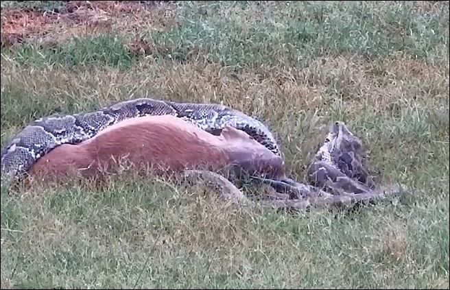 Trăn khổng lồ cố gắng nuốt linh dương.