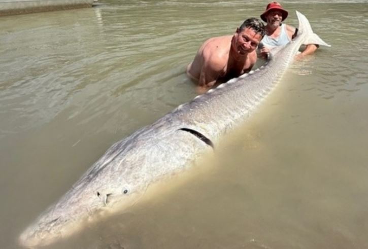 Con cá tầm khổng lồ. Ảnh: Globalnews.