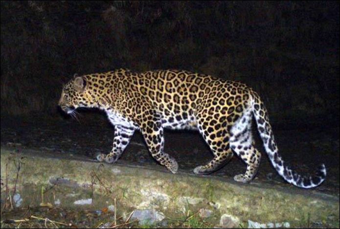 Xung đột giữa người và báo đang gia tăng.