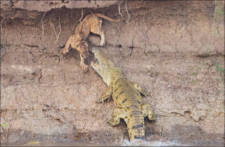 Cá sấu tấn công sư tử.