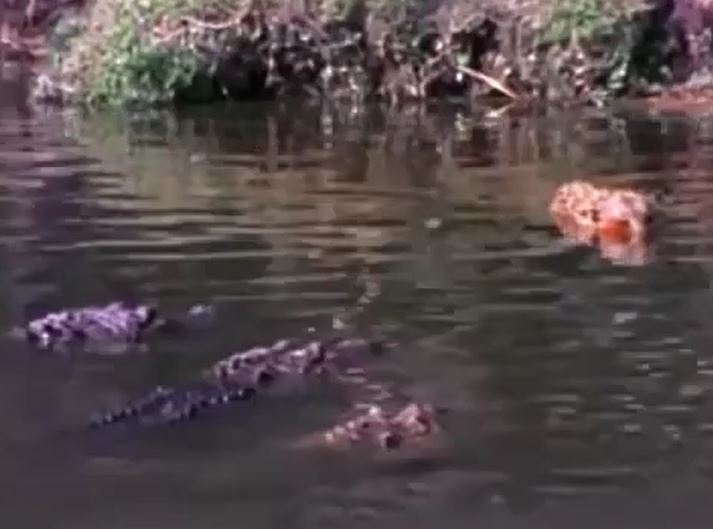 Ảnh cắt từ clip.