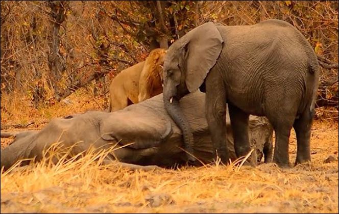 Voi con đối đầu sư tử bên cạnh xác mẹ.
