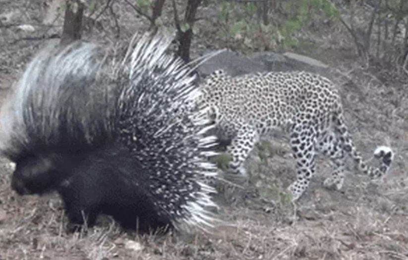 Ảnh cắt từ clip.