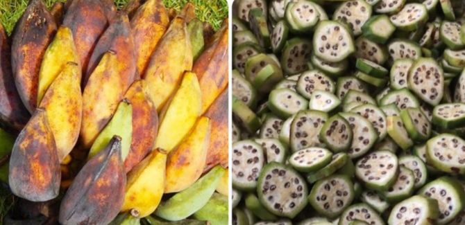 Quả chuối hột rừng có rất nhiều công dụng chữa bệnh.