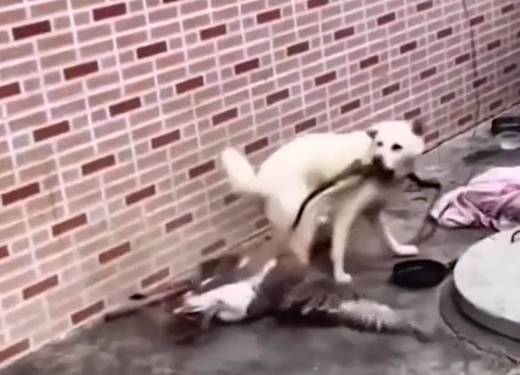 Ảnh cắt từ clip.