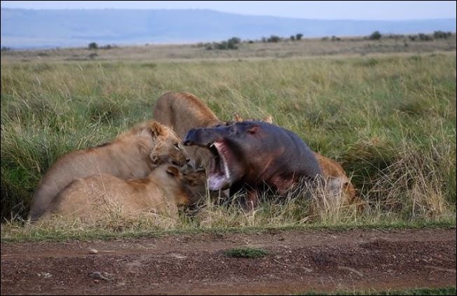 Bầy sư tử hạ sát hà mã.