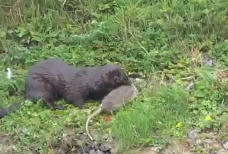 Ảnh cắt từ clip.